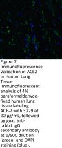 ACE2 Antibody