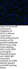 ACE2 Antibody