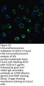 ACE2 Antibody