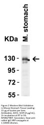 ACE2 Antibody