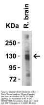 ACE2 Antibody
