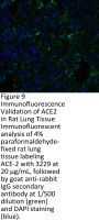 ACE2 Antibody