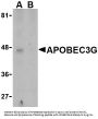 APOBEC3G Antibody