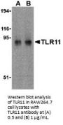 TLR11 Antibody