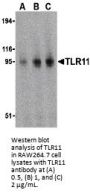 TLR11 Antibody