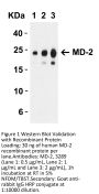 MD-2 Antibody