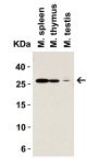 MD-2 Antibody