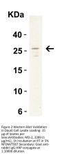 MD-2 Antibody