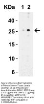 MD-2 Antibody