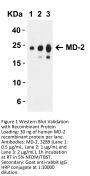 MD-2 Antibody
