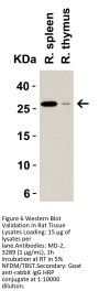 MD-2 Antibody