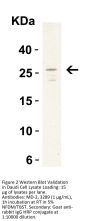 MD-2 Antibody