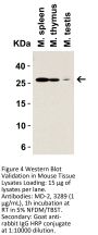 MD-2 Antibody