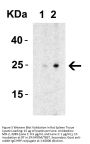 MD-2 Antibody