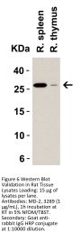 MD-2 Antibody