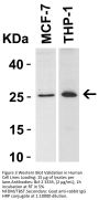 Bcl-2 Antibody