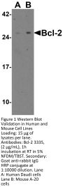 Bcl-2 Antibody