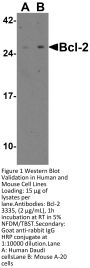 Bcl-2 Antibody