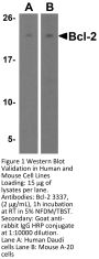 Bcl-2 Antibody