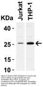 Bcl-2 Antibody