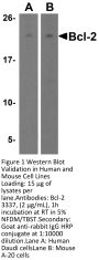 Bcl-2 Antibody