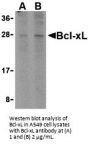 Bcl-xL Antibody