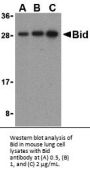 Bid Antibody