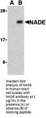 NADE Antibody