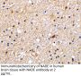 NADE Antibody