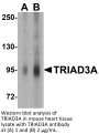 TRIAD3A Antibody