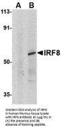 IRF8 Antibody