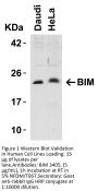 Bim Antibody
