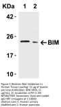 Bim Antibody