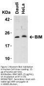 Bim Antibody