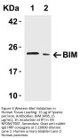 Bim Antibody