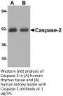 Caspase-2 Antibody