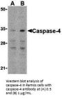 Caspase-4 Antibody