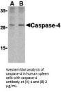 Caspase-4 Antibody