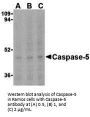 Caspase-5 Antibody