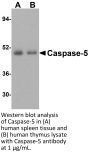 Caspase-5 Antibody