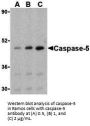 Caspase-5 Antibody
