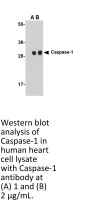 Caspase-1 Antibody
