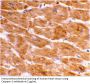 Caspase-1 Antibody