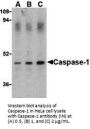 Caspase-1 Antibody