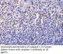 Caspase-1 Antibody