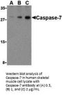 Caspase-7 Antibody