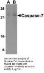 Caspase-7 Antibody