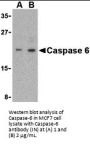 Caspase-6 Antibody