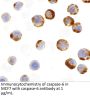 Caspase-6 Antibody