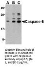Caspase-6 Antibody